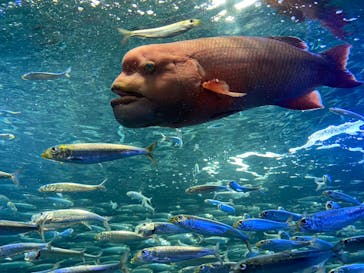 サンシャイン水族館に投稿された画像（2020/8/1）