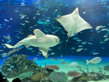 サンシャイン水族館に投稿された画像（2020/8/1）