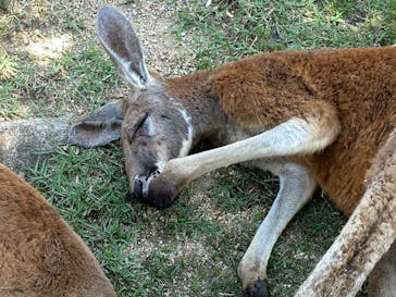 神戸どうぶつ王国に投稿された画像（2020/7/31）