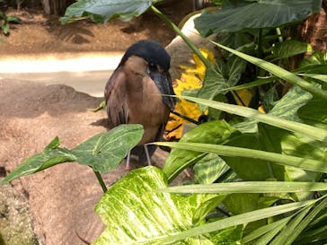 神戸どうぶつ王国に投稿された画像（2020/7/31）