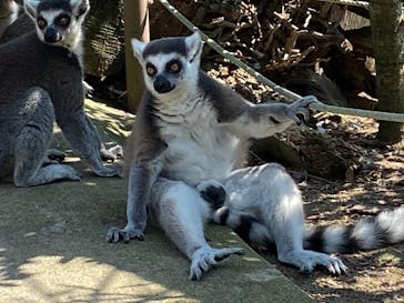 神戸どうぶつ王国に投稿された画像（2020/7/31）