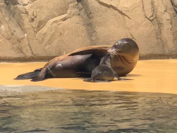 島根県立 しまね海洋館に投稿された画像（2020/8/1）