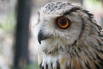 旭川市旭山動物園に投稿された画像（2020/8/1）