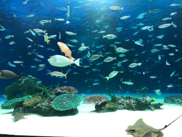 サンシャイン水族館に投稿された画像（2020/8/1）