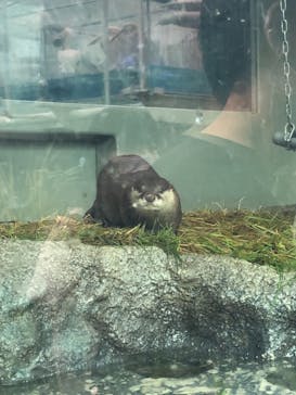 サンシャイン水族館に投稿された画像（2020/8/1）