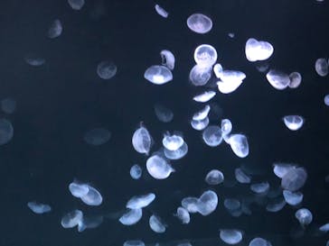 サンシャイン水族館に投稿された画像（2020/8/1）