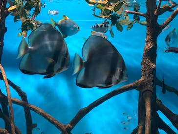 サンシャイン水族館に投稿された画像（2020/8/1）