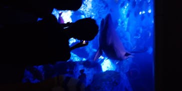 すみだ水族館に投稿された画像（2020/8/1）