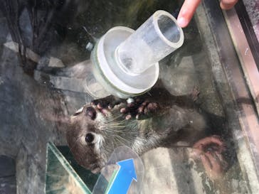 しろとり動物園に投稿された画像（2020/8/1）