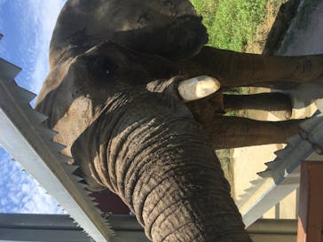 しろとり動物園に投稿された画像（2020/8/1）