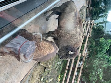 群馬サファリパークに投稿された画像（2020/8/1）