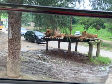 群馬サファリパークに投稿された画像（2020/8/1）