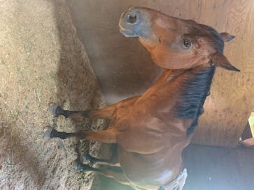 ノーザンホースパークに投稿された画像（2020/8/1）