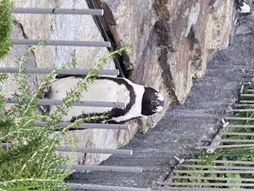 サンシャイン水族館に投稿された画像（2020/8/1）