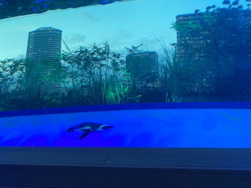サンシャイン水族館に投稿された画像（2020/8/1）