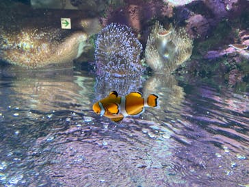 サンシャイン水族館に投稿された画像（2020/8/1）