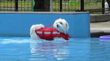 わんダフルネイチャーヴィレッジに投稿された画像（2020/8/1）