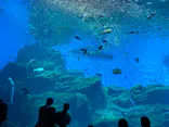 仙台うみの杜水族館に投稿された画像（2020/8/1）