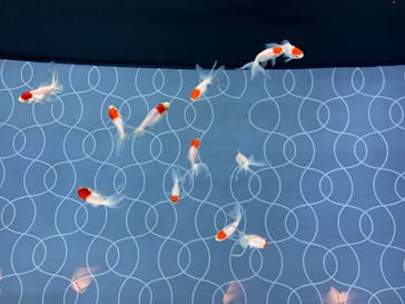 すみだ水族館に投稿された画像（2020/8/1）