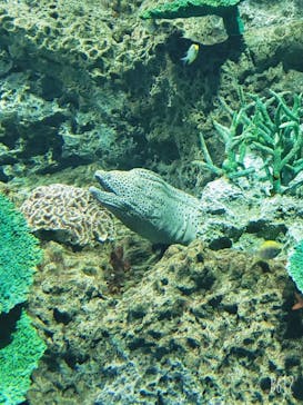 アクアワールド茨城県大洗水族館に投稿された画像（2020/8/1）