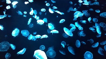 すみだ水族館に投稿された画像（2020/8/1）