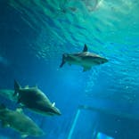アクアワールド茨城県大洗水族館に投稿された画像（2020/8/2）