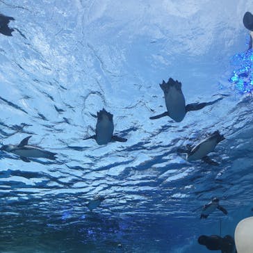 サンシャイン水族館に投稿された画像（2020/8/2）