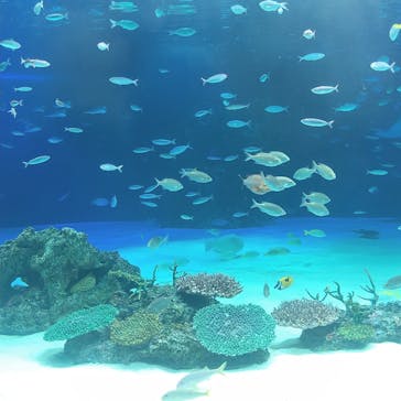 サンシャイン水族館に投稿された画像（2020/8/2）
