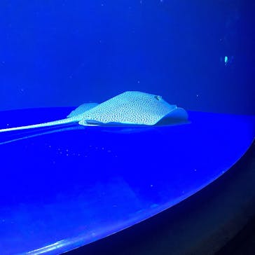 サンシャイン水族館に投稿された画像（2020/8/2）