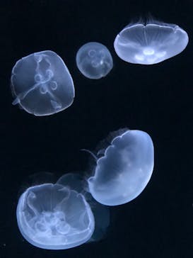 サンシャイン水族館に投稿された画像（2020/8/2）