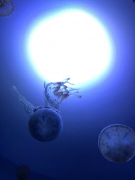 サンシャイン水族館に投稿された画像（2020/8/2）