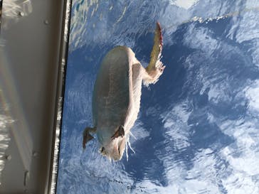 サンシャイン水族館に投稿された画像（2020/8/2）