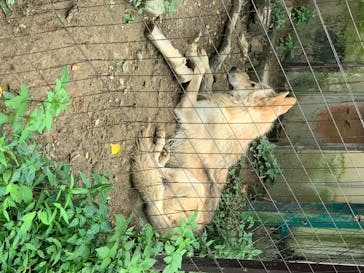 群馬サファリパークに投稿された画像（2020/8/2）