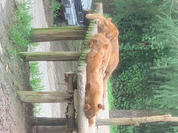 群馬サファリパークに投稿された画像（2020/8/2）