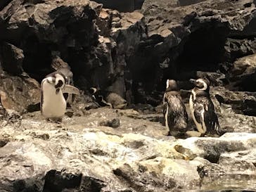 すみだ水族館に投稿された画像（2020/8/2）