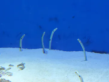 仙台うみの杜水族館に投稿された画像（2020/8/2）