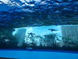 サンシャイン水族館に投稿された画像（2020/8/2）