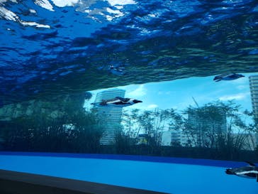 サンシャイン水族館に投稿された画像（2020/8/2）