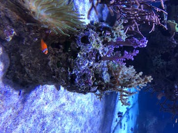 すみだ水族館に投稿された画像（2020/8/2）