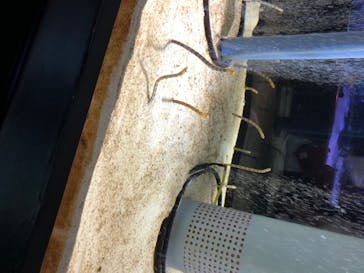 すみだ水族館に投稿された画像（2020/8/2）