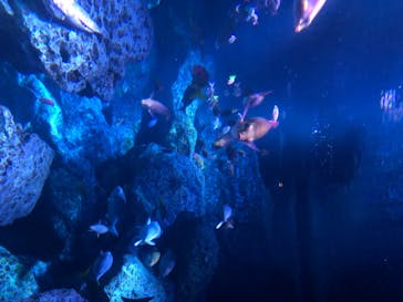 すみだ水族館に投稿された画像（2020/8/2）