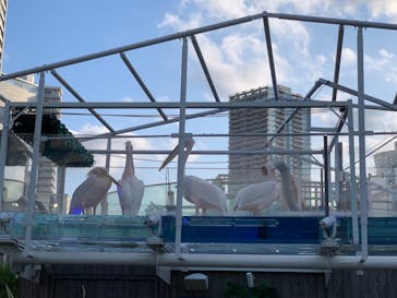 サンシャイン水族館に投稿された画像（2020/8/2）