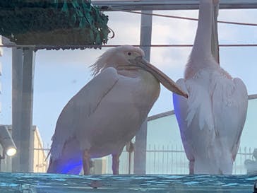 サンシャイン水族館に投稿された画像（2020/8/2）