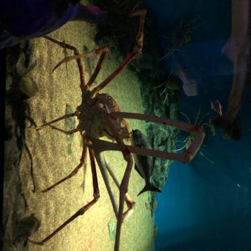 アクアワールド茨城県大洗水族館に投稿された画像（2020/8/2）