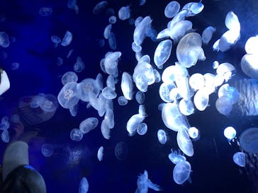 サンシャイン水族館に投稿された画像（2020/8/2）