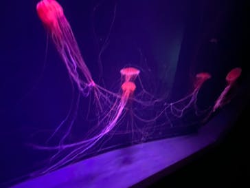 すみだ水族館に投稿された画像（2020/8/2）