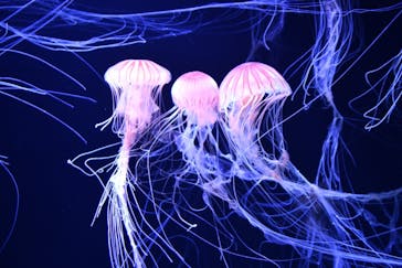 サンシャイン水族館に投稿された画像（2020/8/2）