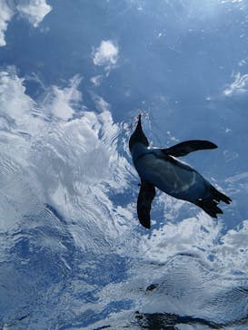 サンシャイン水族館に投稿された画像（2020/8/2）