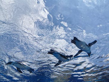 サンシャイン水族館に投稿された画像（2020/8/2）