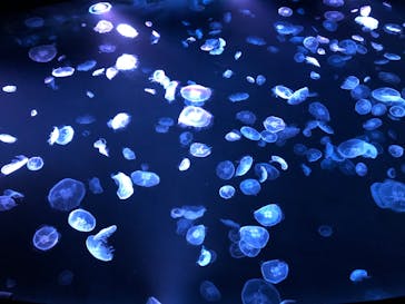 すみだ水族館に投稿された画像（2020/8/2）